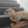 Taxidermy Image 2