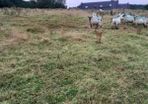 8 Crossbreed  hodgets