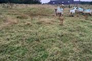 8 Crossbreed  hodgets