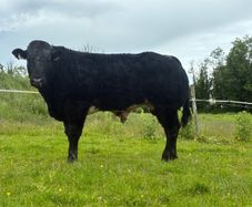 Bull - For Sale In Drumshambo Mart - Friday 03 Jul