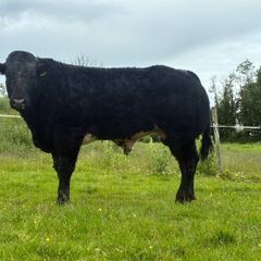 Bull - For Sale In Drumshambo Mart - Friday 03 Jul