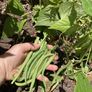 Home-grown & healthy Image 5