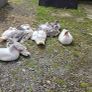 Muscovy ducks 11 weeks old Image 2
