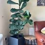 fig leaf plant Image 4