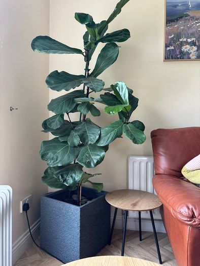 fig leaf plant