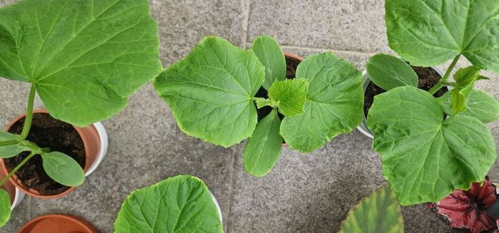 Cucumber plants