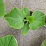 Cucumber plants Image 3