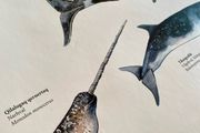 Poster of Greenlandic Animals