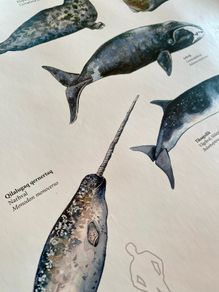 Poster of Greenlandic Animals