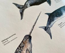 Poster of Greenlandic Animals