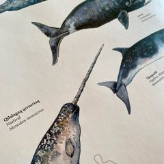 Poster of Greenlandic Animals
