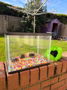 perfect starter fishtank