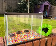 perfect starter fishtank