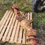 ZF APL 2052 international front axle Image 3