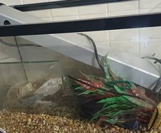 Aqarium ,no fisch,