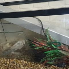 Aqarium ,no fisch,