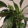 Peace lily 24cm Image 4