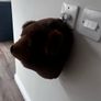 Bear plush wall mount Image 2