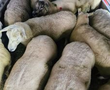 Hoggets
