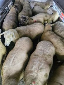 Hoggets