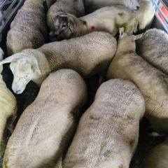Hoggets