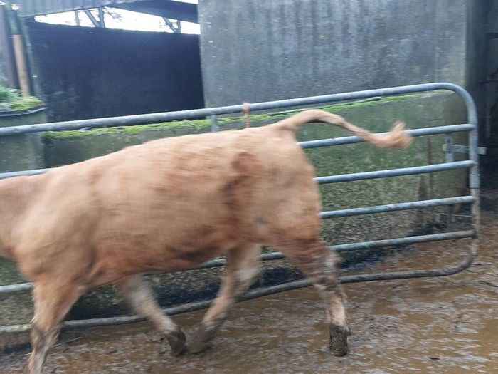 SUPER organic Heifers for Drumshanbo organic sale