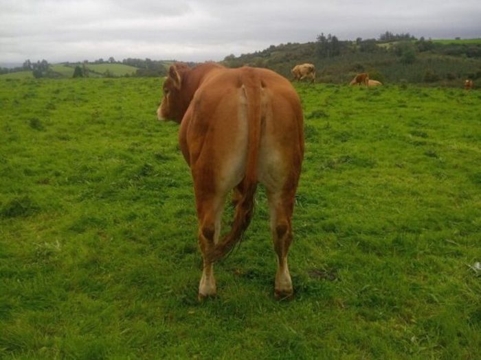 Limousin Bull