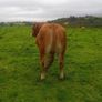 Limousin Bull Image 3