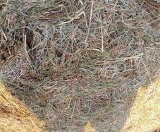 Baled silage and Hay