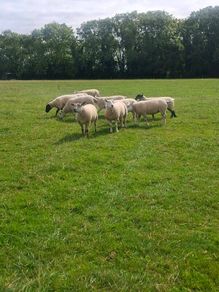 Ewe Hoggets