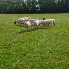 Ewe Hoggets
