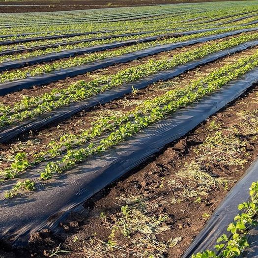 NEW SALE | Black Plastic Sheeting Heavy Duty - Polythene Sheet for Garden, 500G Gauge Thick, Strong Waterproof Gardens Cover Sheets | 2M x 1M