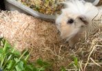 guinea pig