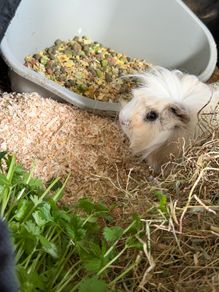 guinea pig