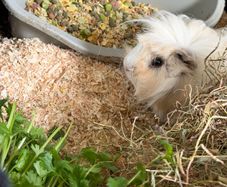 guinea pig