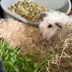 guinea pig