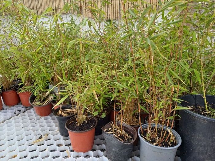 Clumping fargesia bamboo
