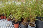 Clumping fargesia bamboo