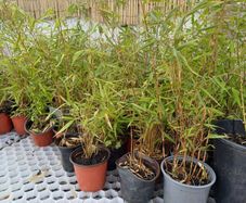 Clumping fargesia bamboo
