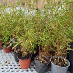 Clumping fargesia bamboo
