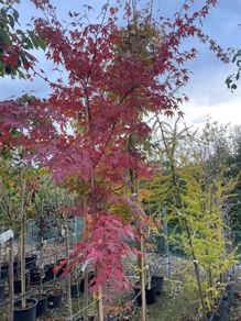 Native and non Native Trees