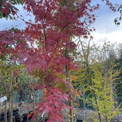 Native and non Native Trees