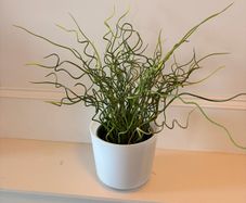 The Corkscrew Rush Plant
