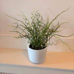 The Corkscrew Rush Plant