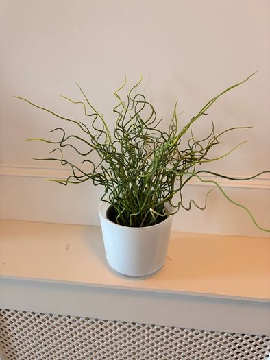 The Corkscrew Rush Plant