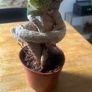 plant bonsai Image 3