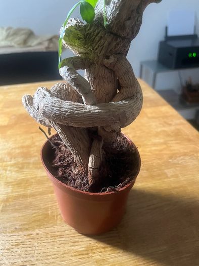 plant bonsai