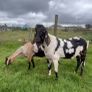 Nubian goat bucklings Image 6