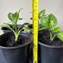 Plant Image 2