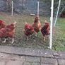 Free range eggs Image 7